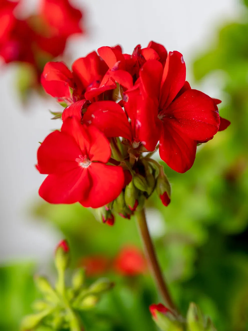 Geranium Seeds for Hanging Baskets and Outdoor Planting