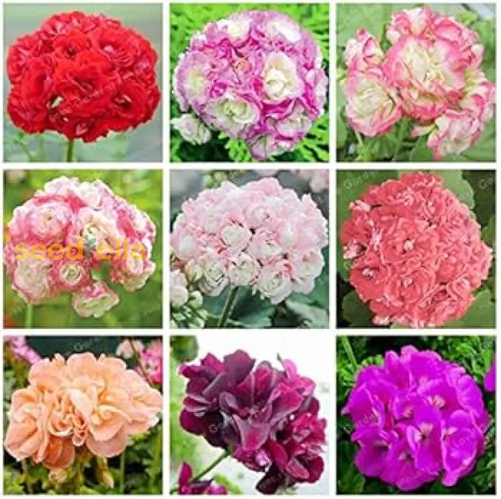 Geranium Mix Apple Blossom Seeds For Planting  Vibrant Annual Flowering Plants Flower