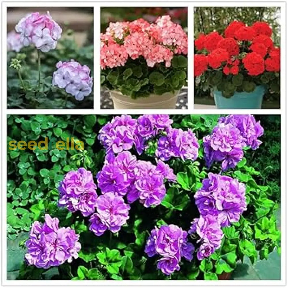 Geranium Mix Apple Blossom Seeds For Planting  Vibrant Annual Flowering Plants Flower