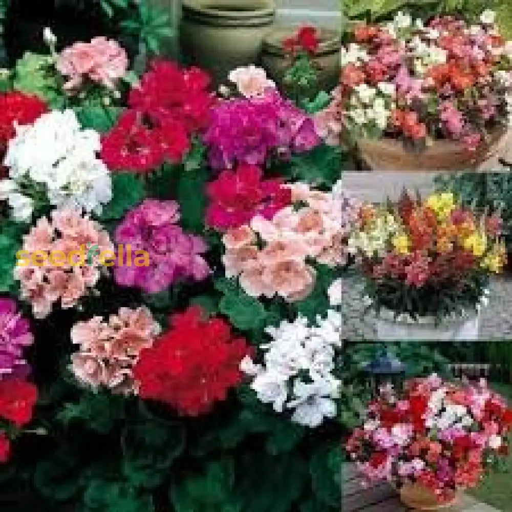 Geranium Mix Pelargonium Flower Seeds For Planting | Vibrant Annual Your Garden