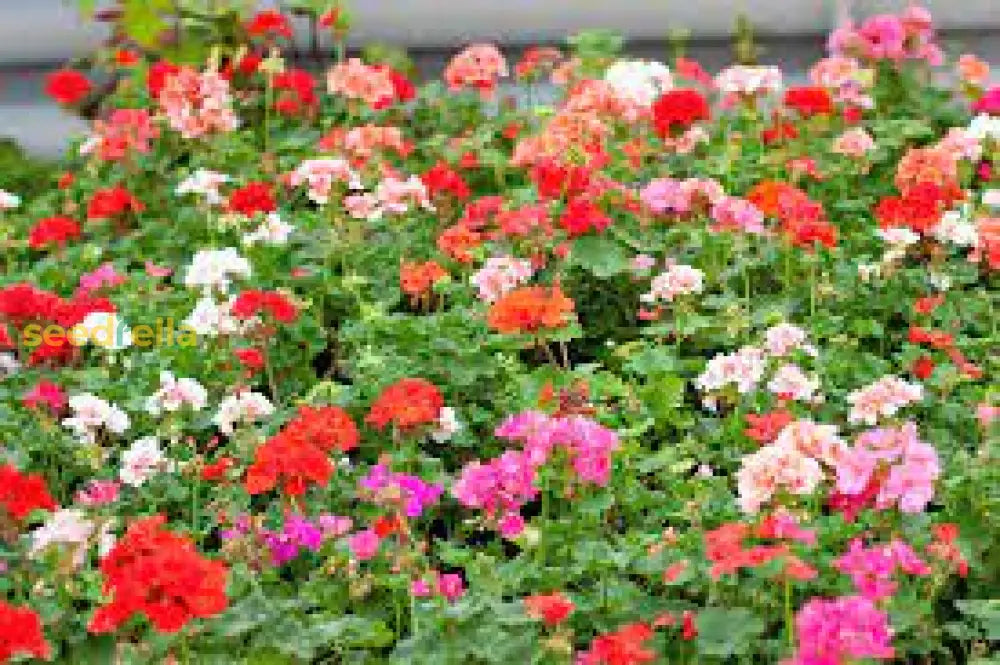 Geranium Mix Pelargonium Flower Seeds For Planting | Vibrant Annual Your Garden