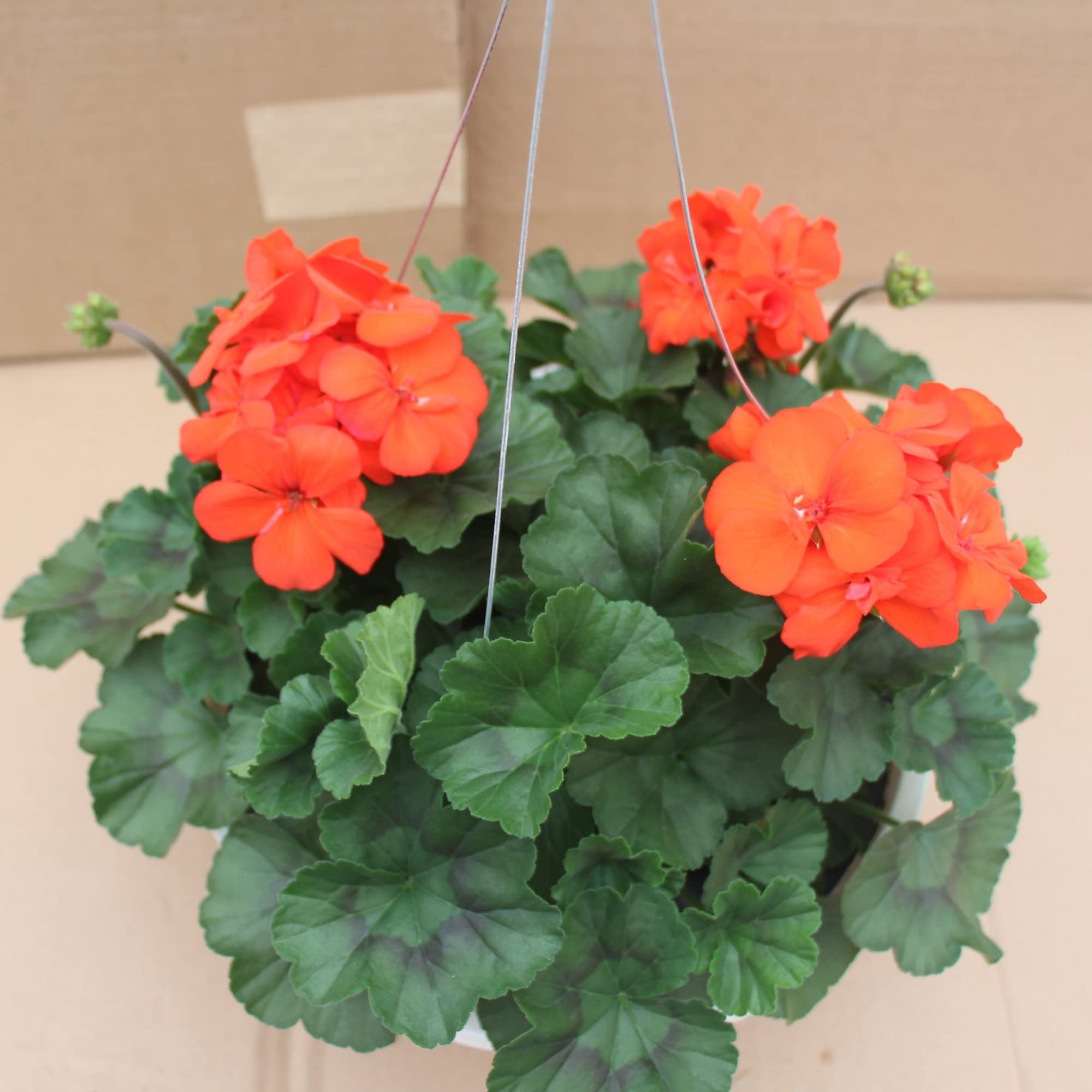 Blooming Orange Geranium Flowers from Garden Seeds