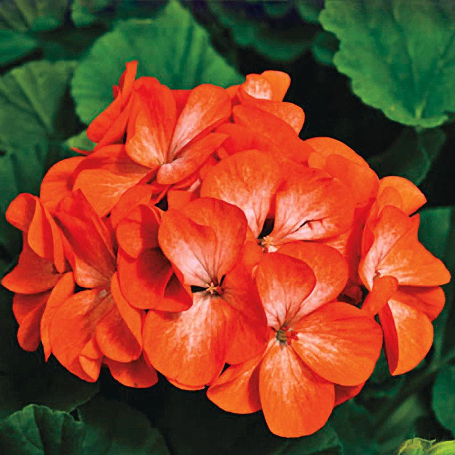 Orange Geraniums planted along garden borders