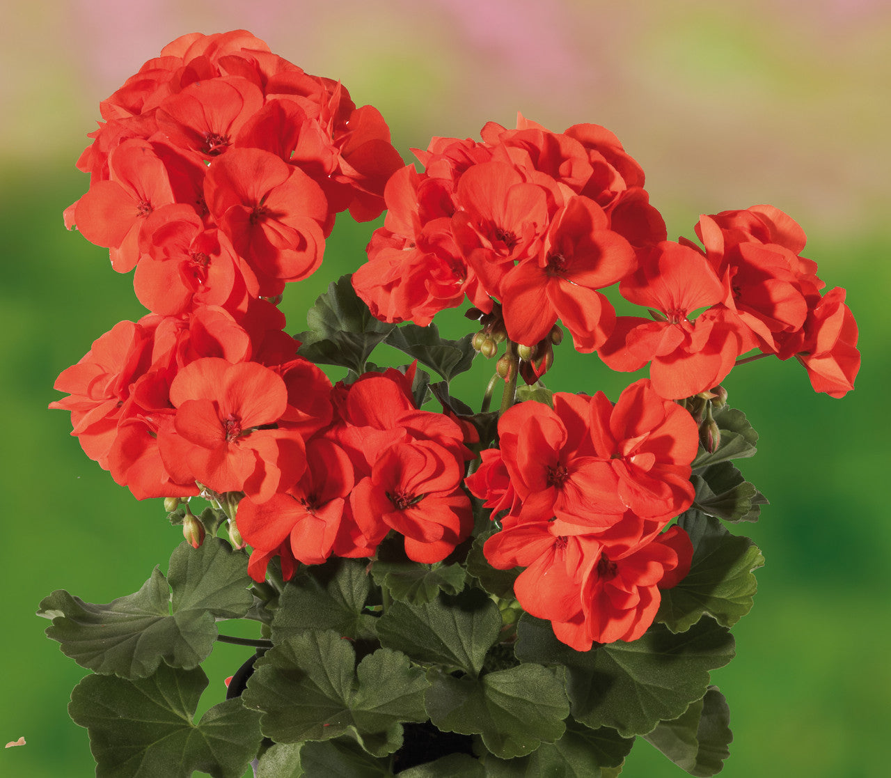 Orange Geranium flowers growing in pots