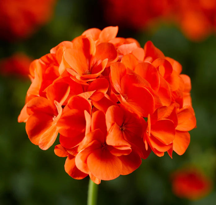 Geranium Orange Seeds for Easy Planting