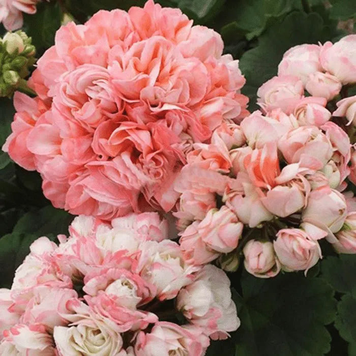 Geranium Pelargonium Rose Flower Seeds for Planting