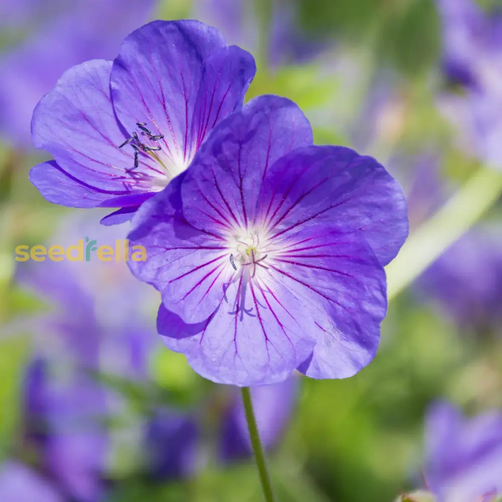 Geranium Perennial Pelargonium Peltatum Seeds For Planting Vibrant Purple Blooms