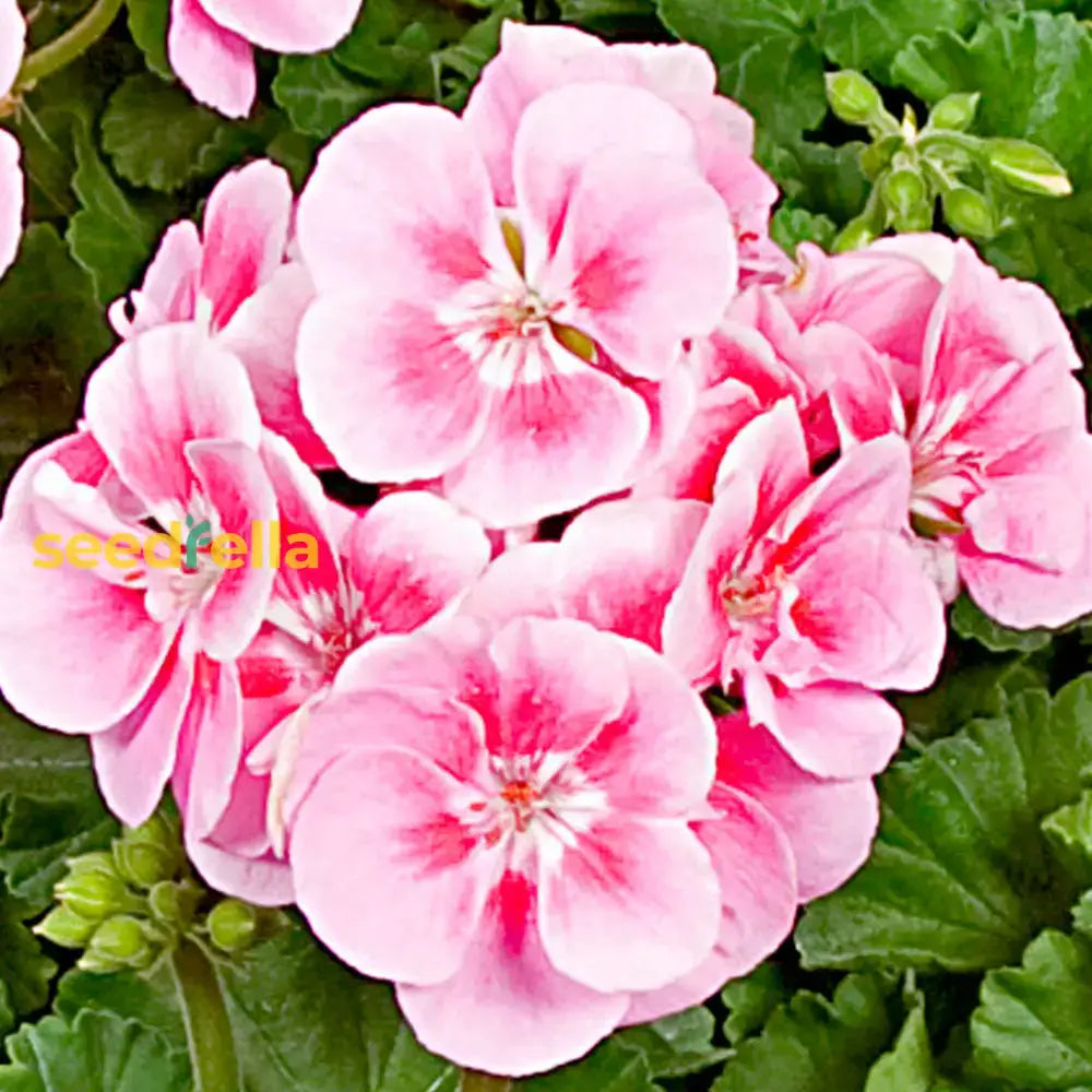 Geranium Pink Flower Planting Seeds For A Vibrant Garden