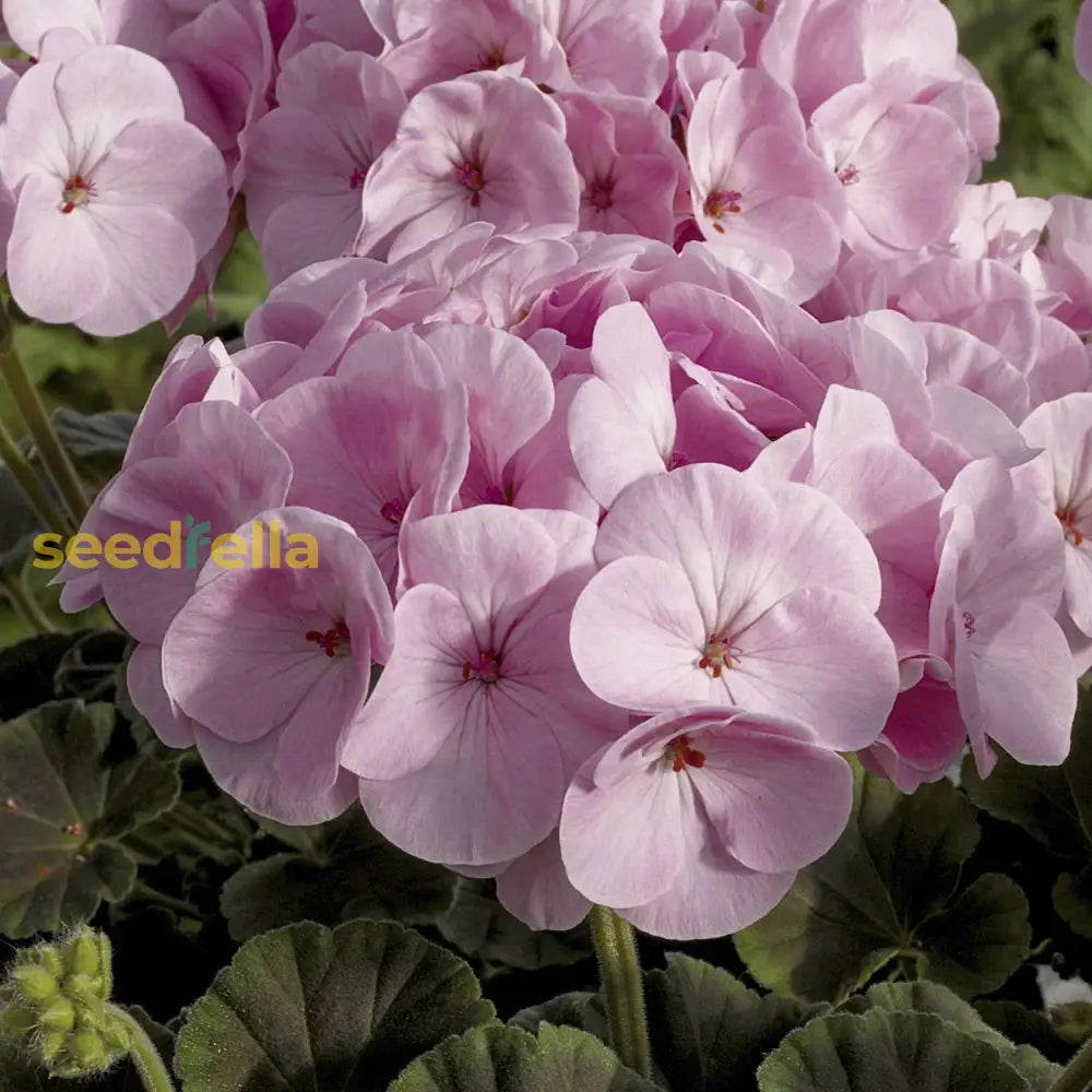 Geranium Pink Flower Planting Seeds For A Vibrant Garden