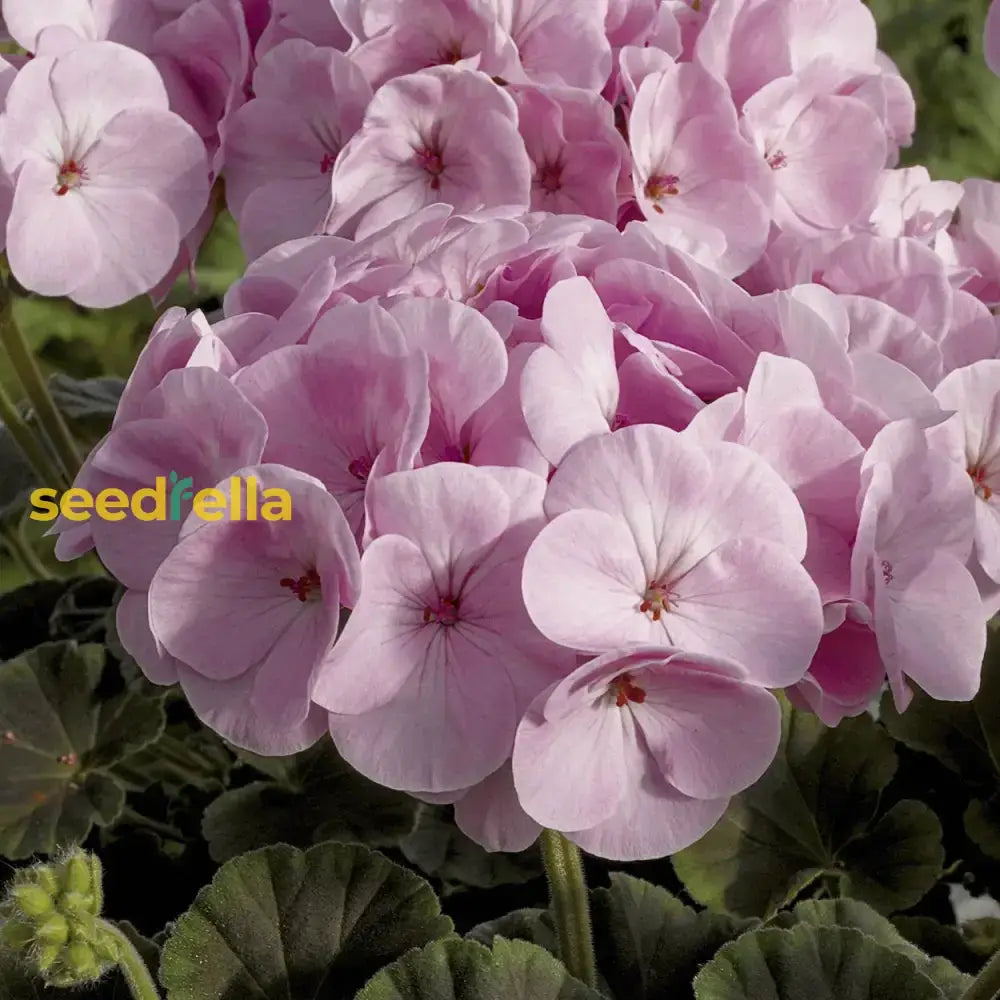 Geranium Pink Flower Planting Seeds For A Vibrant Garden