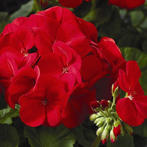 Geranium Flower Seeds Planting Guide for Beginners