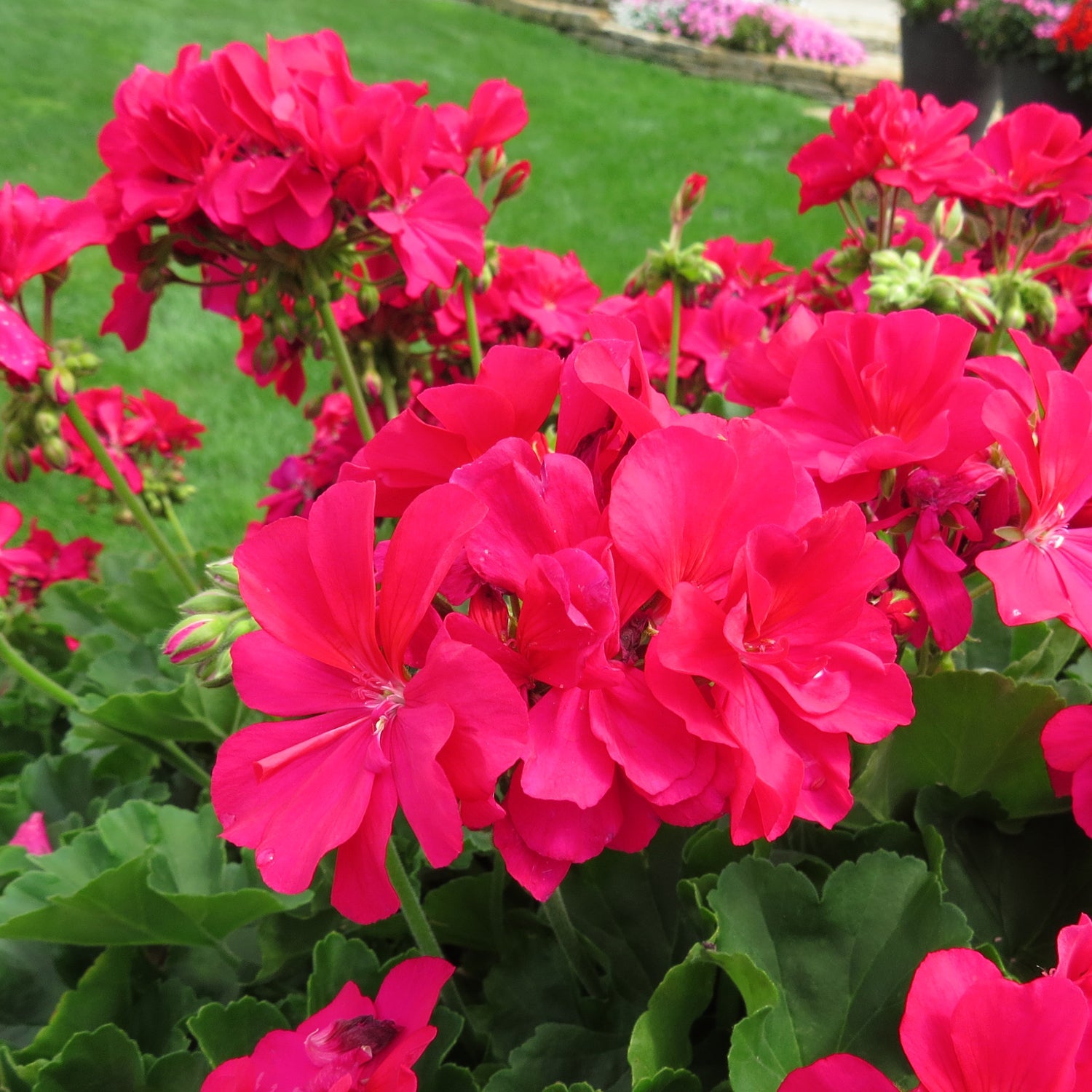 How to Grow Pink Geranium Flowers