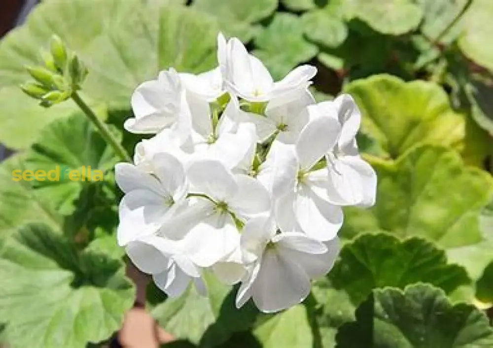 Geranium Planting Seeds - Grow White Flowers