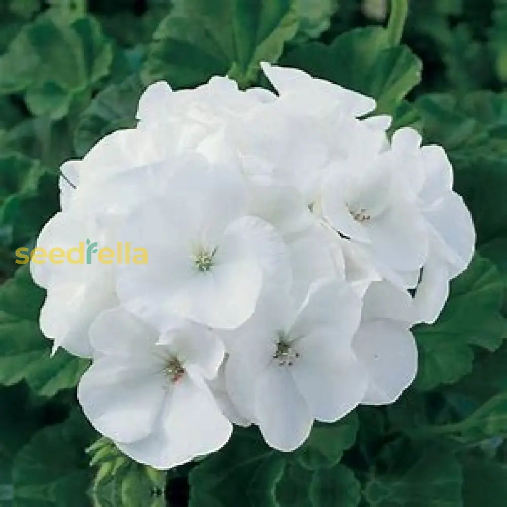 Geranium Planting Seeds - Grow White Flowers