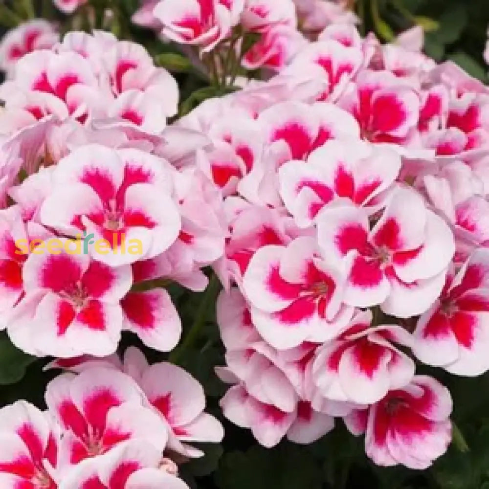 Geranium Seeds For Planting: Bright White And Pink Flowers Flower