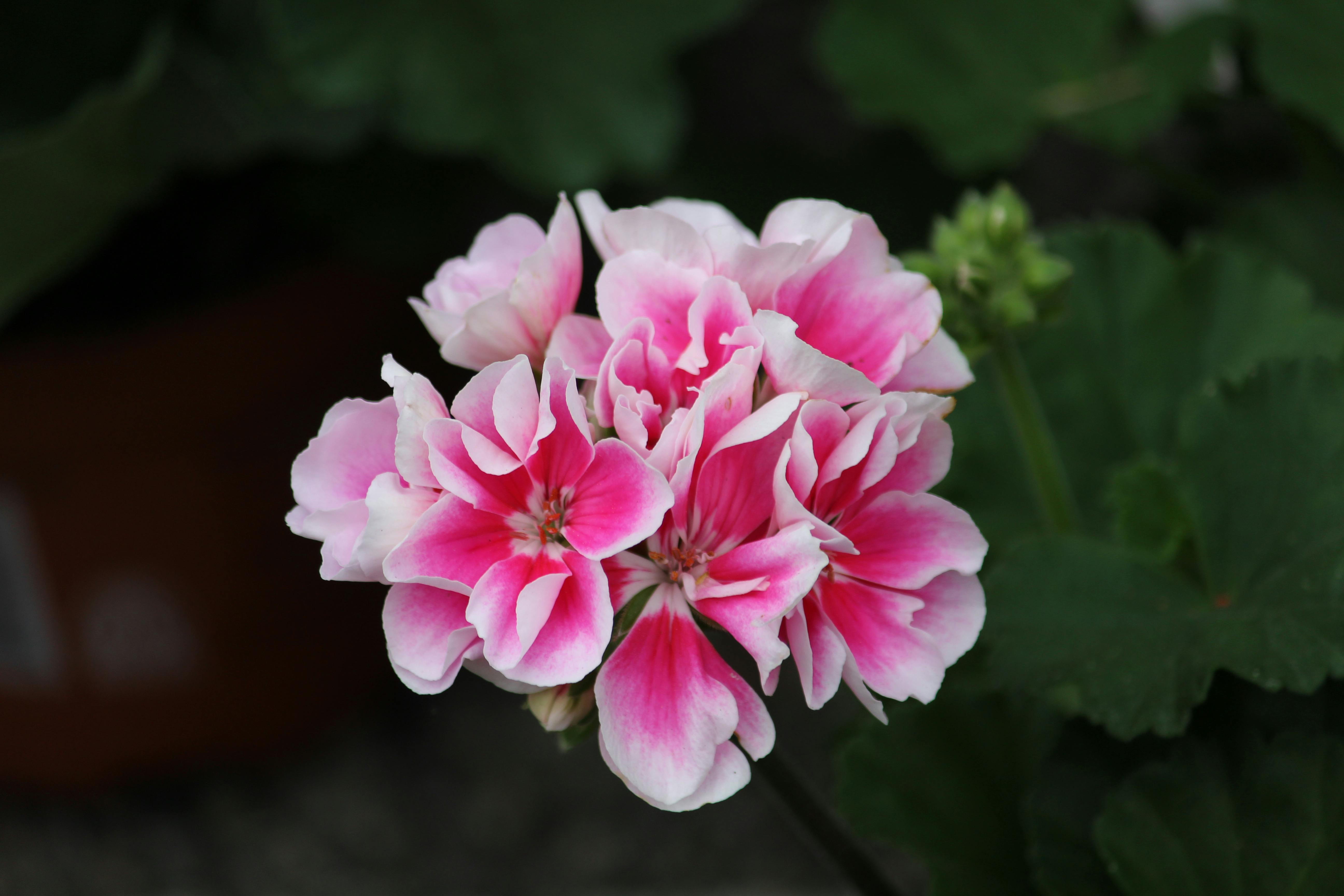 Geranium seeds for planting vibrant pink and white flowers