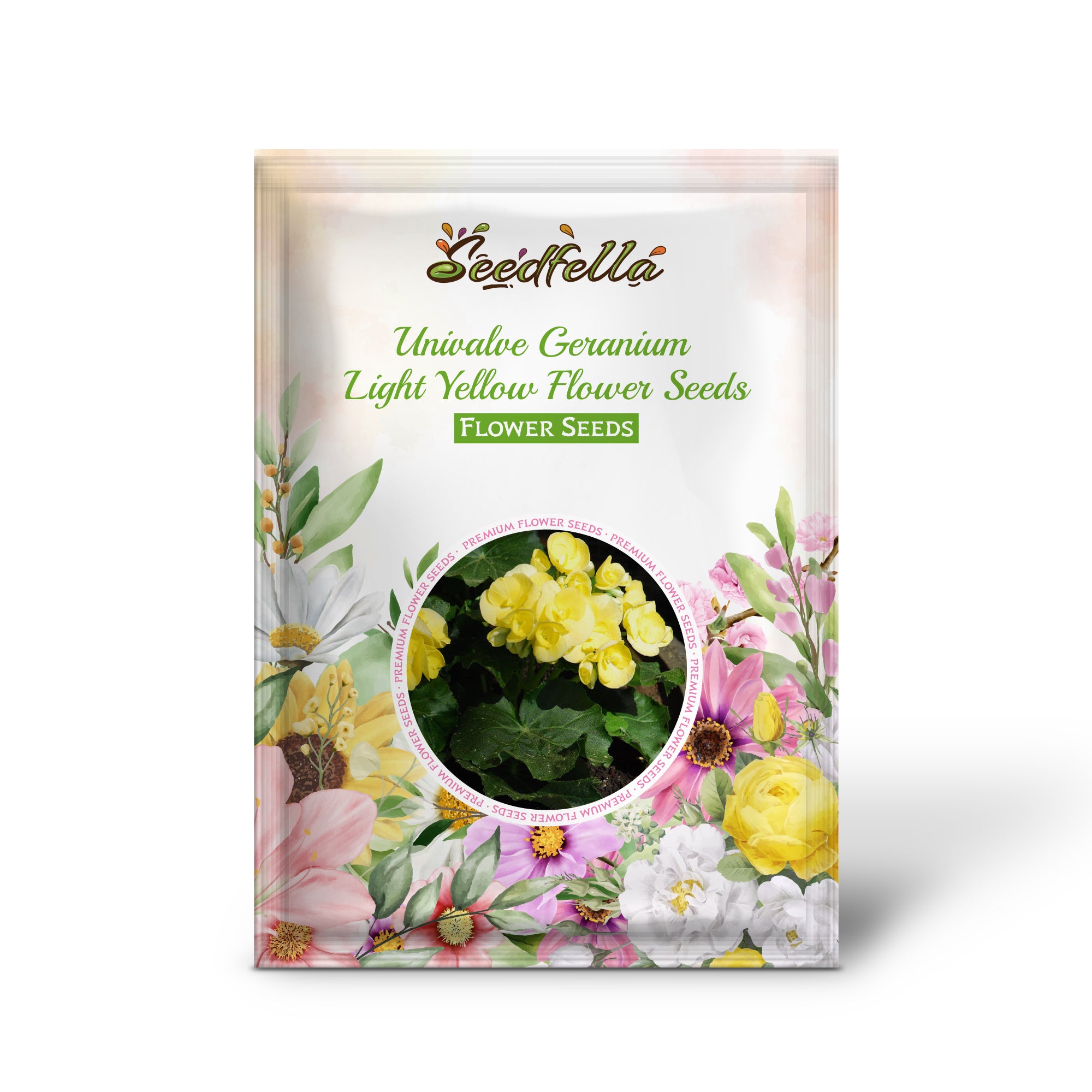 Light yellow geranium seeds germination seedlings