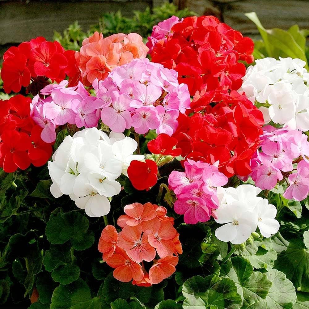 Geranium White Mix Flower Seeds for Planting