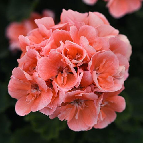 Vibrant Geranium Flower Seeds For Planting