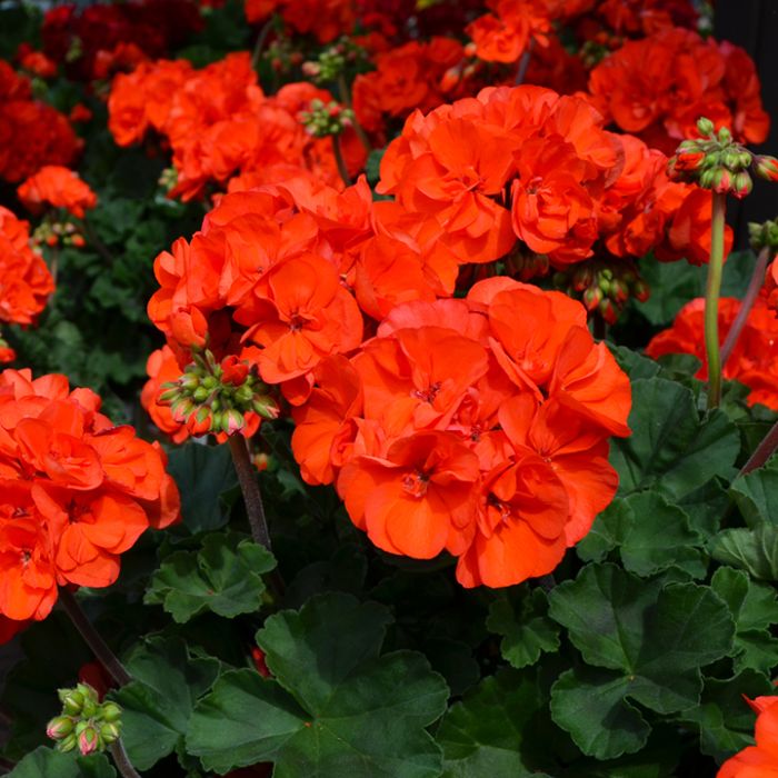 Geraniums Orange Flower seeds for Planting - Colorful Display, Heirloom & GMO Free Seeds for Home Garden
 
 Sale seeds for planting in home garden