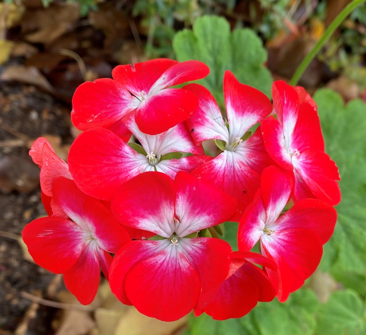 Planting Geranium Seeds In Maroon Red & White For A Lively Garden