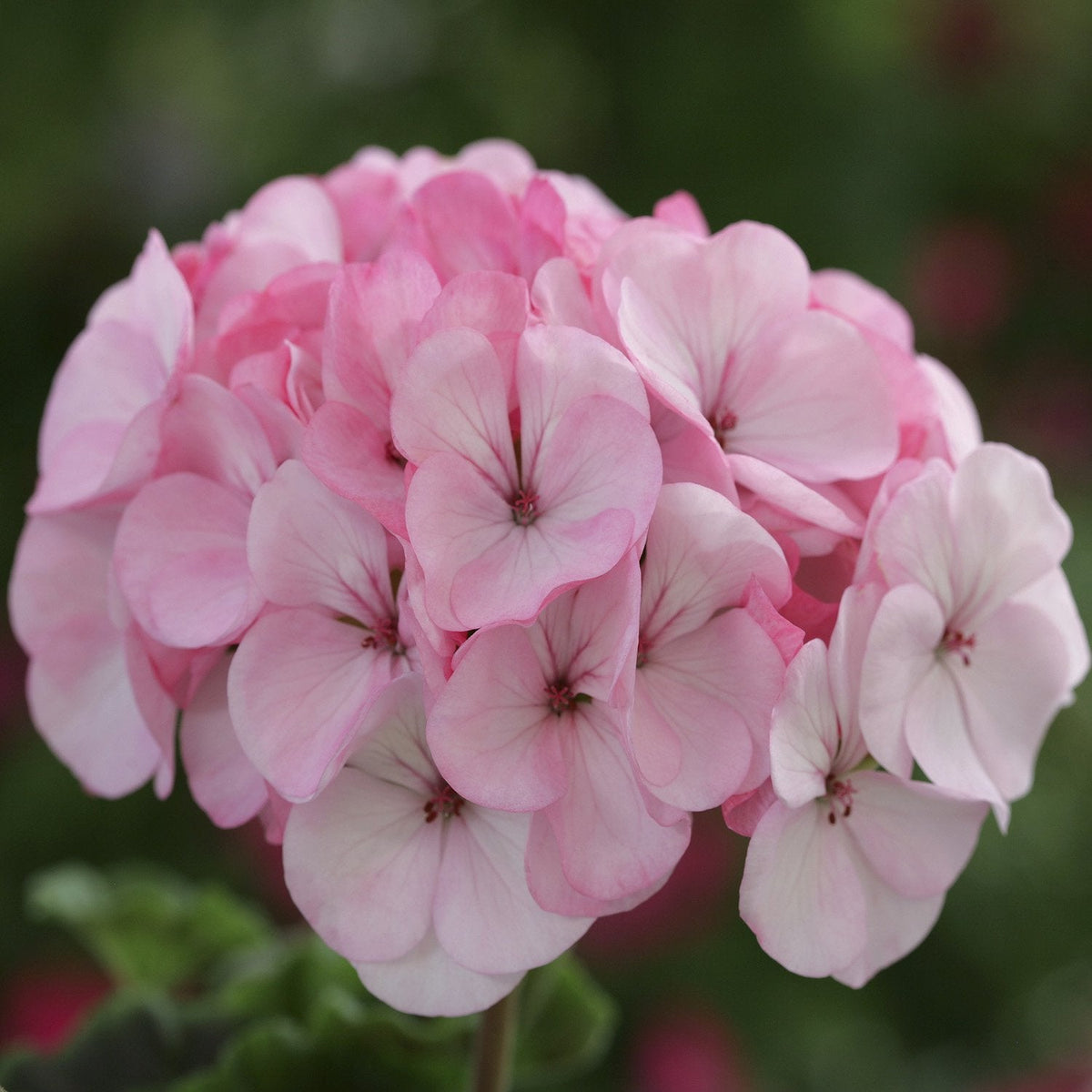 Pale Pink Geranium Flower seeds for Planting - Long Bloom Season, Heirloom & GMO Free Seeds for Home Garden
 
 Sale for planting in home garden