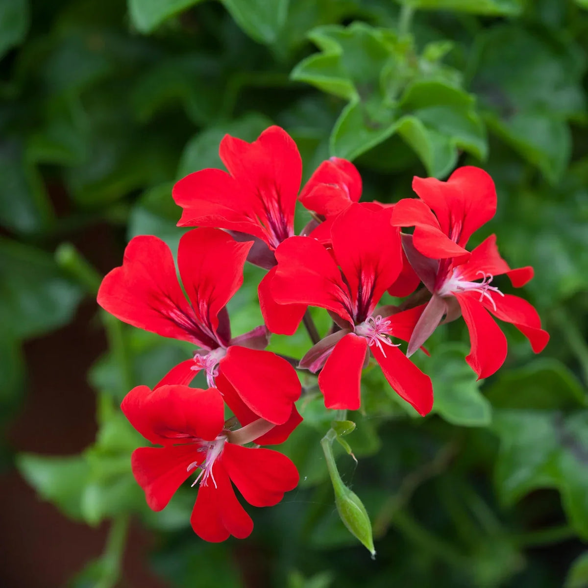 Pelargonium (Pelargonium Peltatum) seeds for planting in home garden
