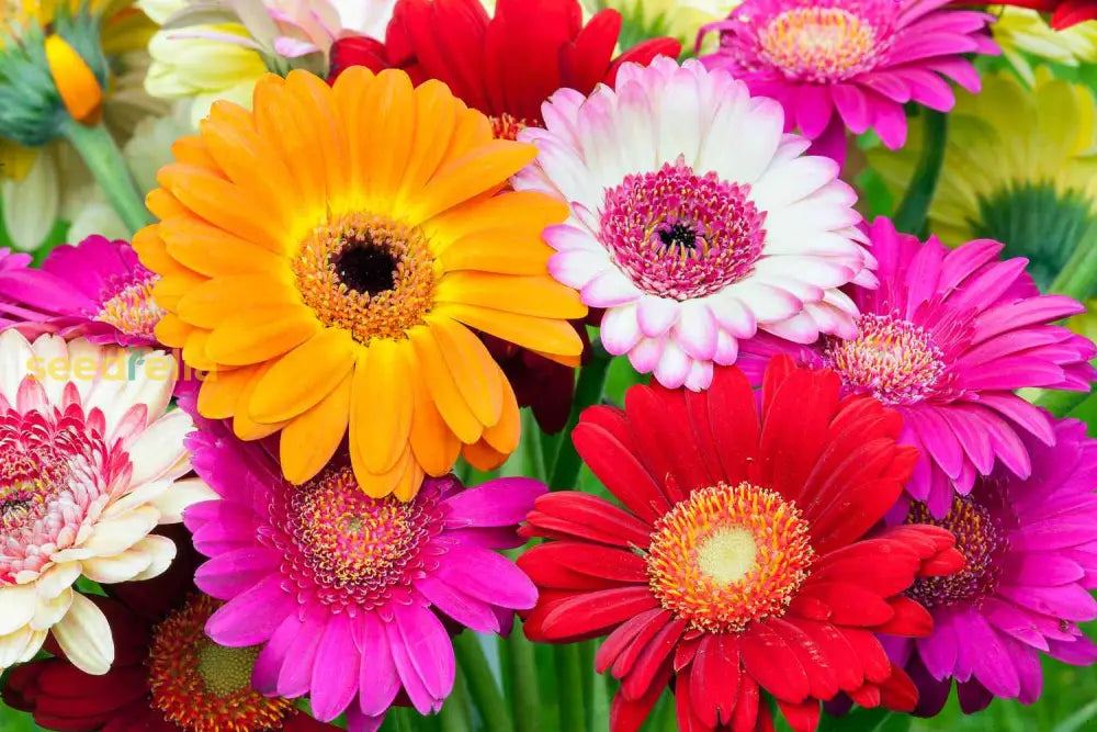 Gerbera Flower Seeds Planting Pack