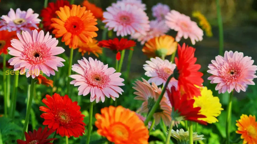 Gerbera Flower Seeds Planting Pack