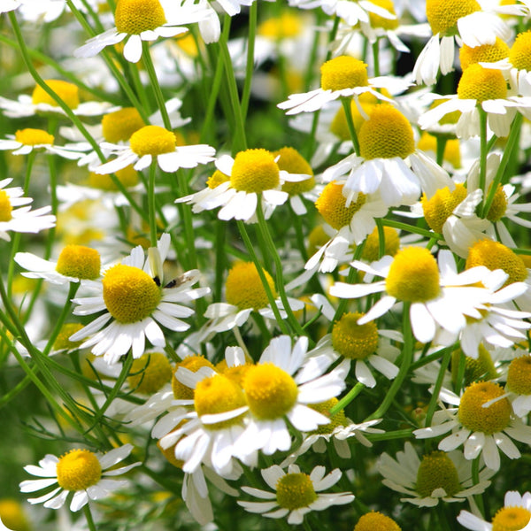 German Chamomile seeds with planting and growing guide