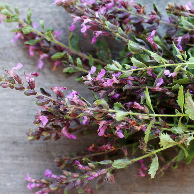 Germander seeds Teucrium chamaedrys evergreen border plant