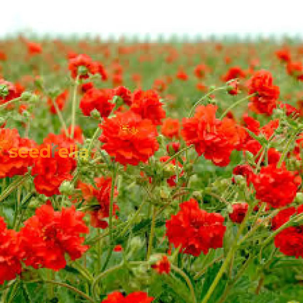 Geum Flower Planting Seeds  Vibrant Perennial Blooms For Your Garden