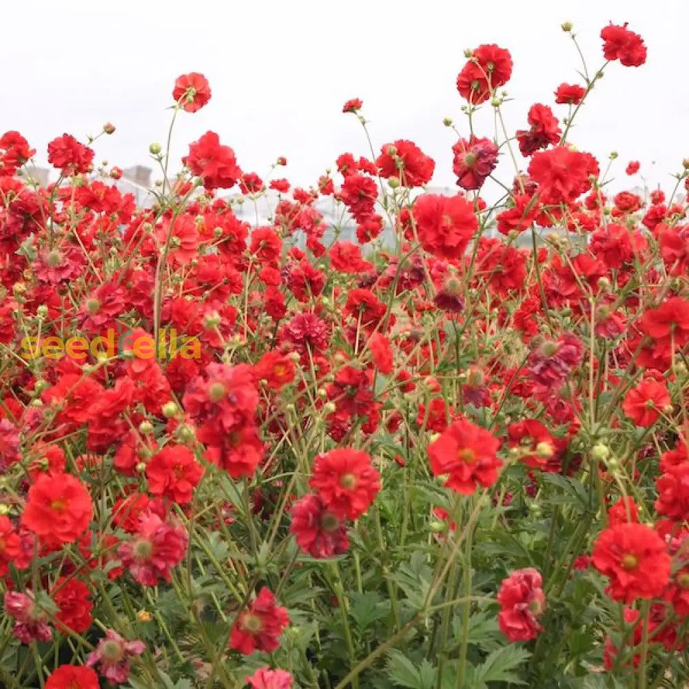 Geum Flower Planting Seeds  Vibrant Perennial Blooms For Your Garden