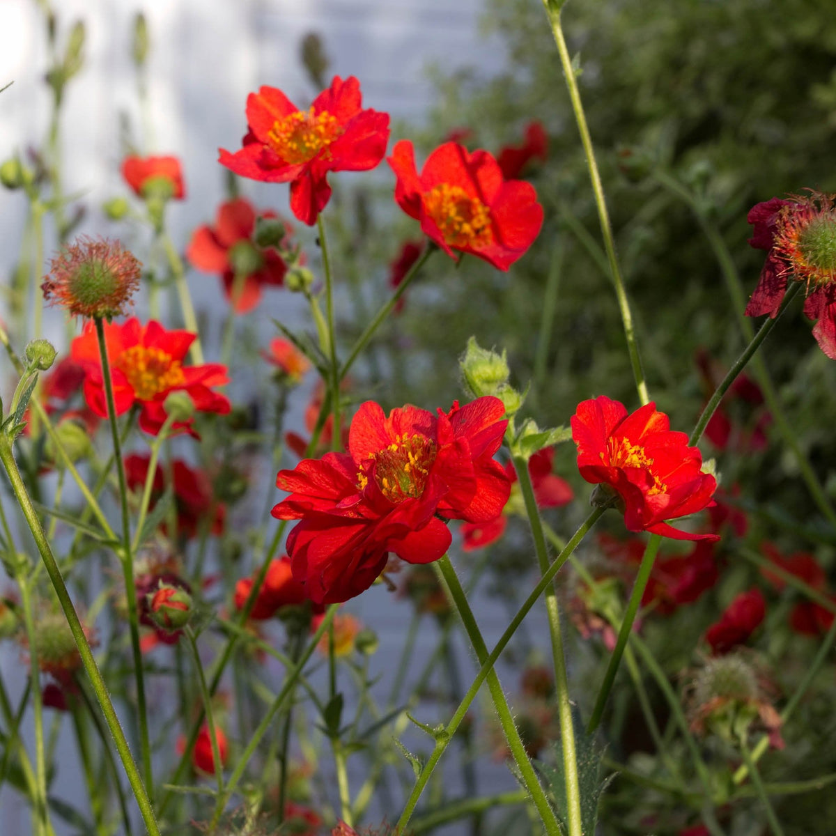 Geum Rossii Flower seeds for Planting - Premium Quality, Heirloom & GMO Free Seeds for Home Garden
 
 Sale for planting in home garden.