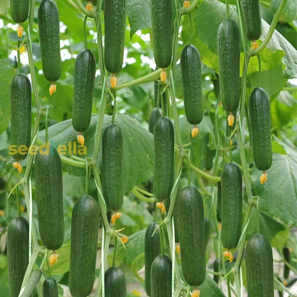 Gherkin cucumber seeds easy planting