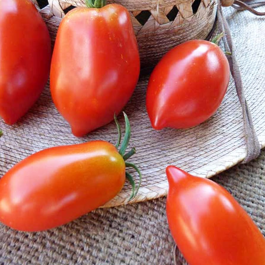 Giallo Grandi Amish tomato seeds for planting