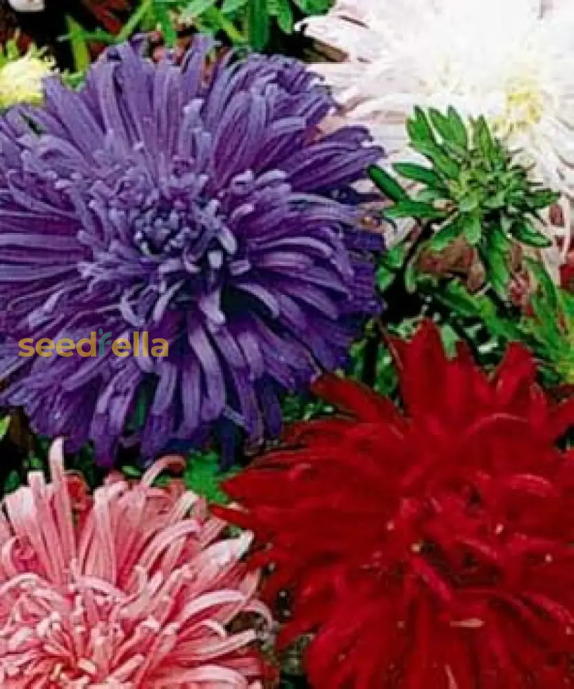 Giant Asters Flower Seeds For Planting