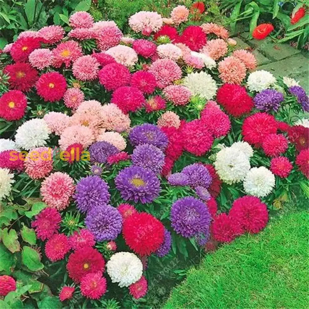 Giant Asters Flower Seeds For Planting