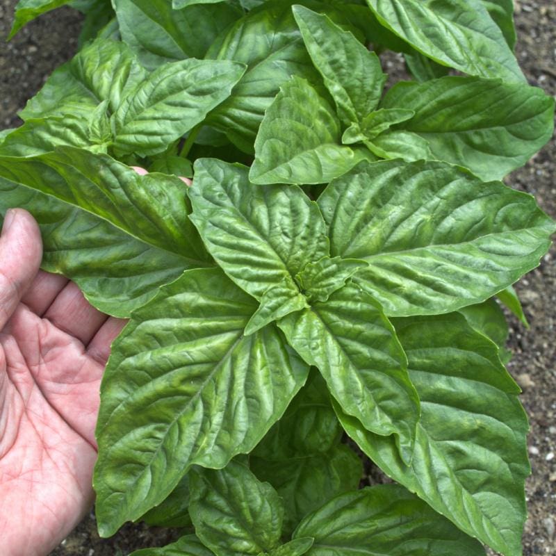 Giant basil leaves of Mostruoso variety grown from seeds
