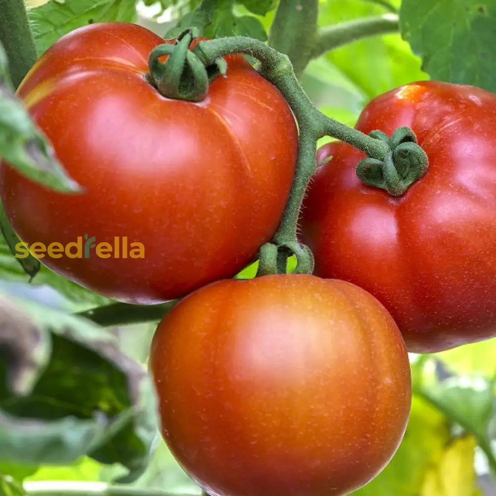 Large beefsteak tomato sliced open