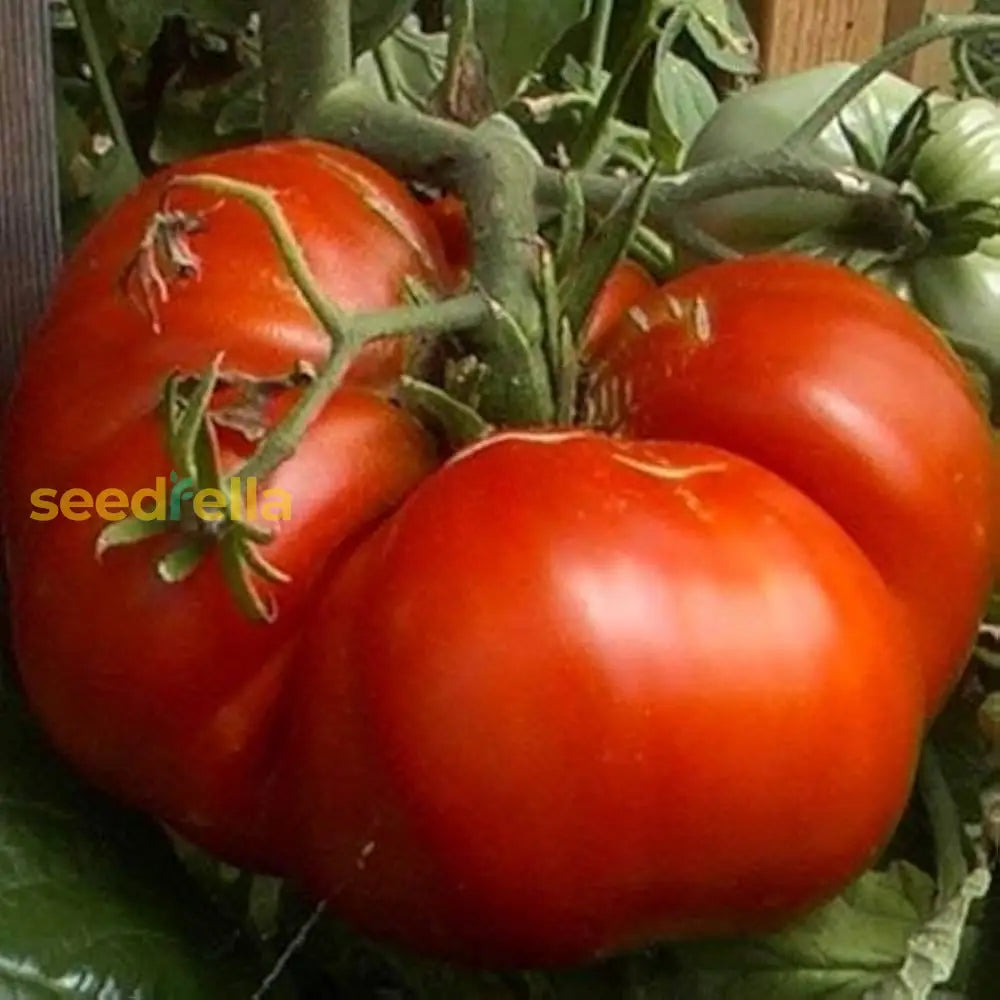 Giant Beefsteak tomato seeds for planting