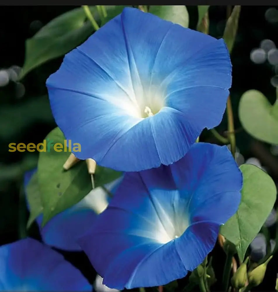 Giant Blue Moon Flower Seeds For Planting | Premium Vibrant Gardens