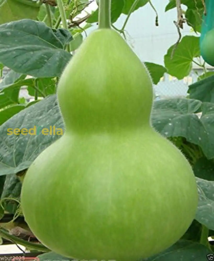 Giant Bottle Gourd Seed Lagenaria Leucantha Var Gourda For Ornamental Use Only Best Selling