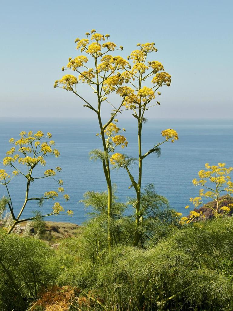Tall mature Giant Fennel plants in Mediterranean-style garden