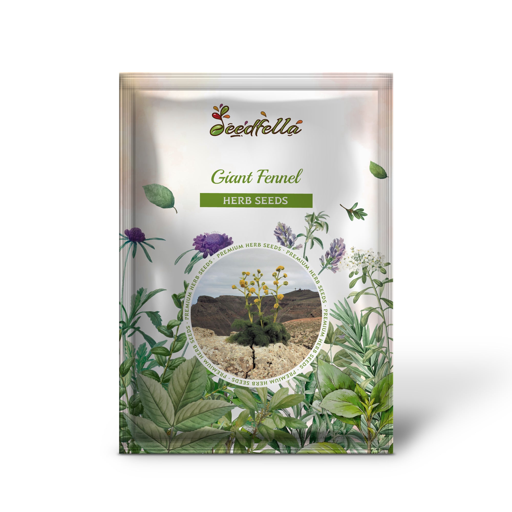 Close-up of non-GMO Giant Fennel seeds