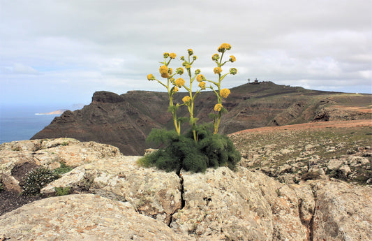 Packet of Giant Fennel herb seeds for planting