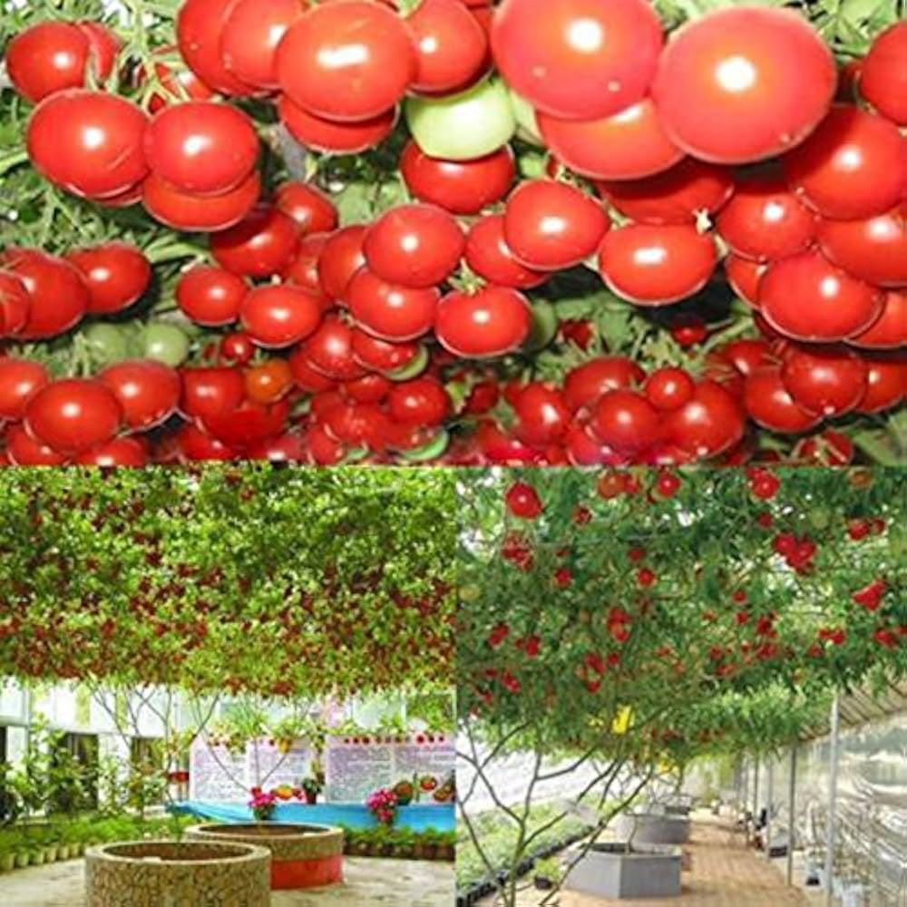 Giant heirloom tomato seeds for planting