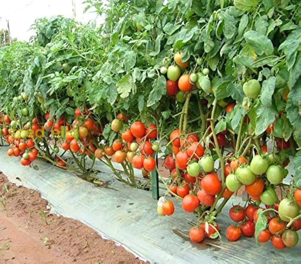 Giant Italian Parsley tall textured leafy herb