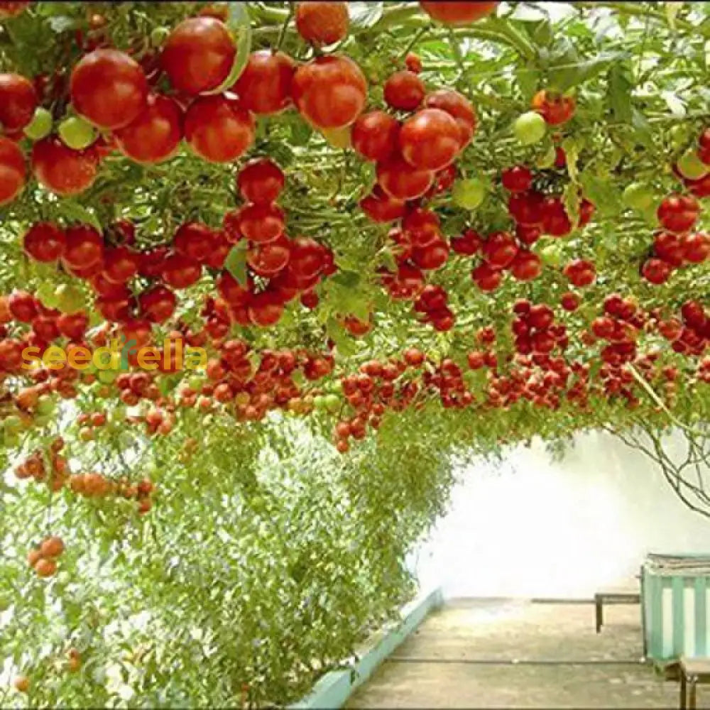 Giant Italian seed collection ornamental garden mix