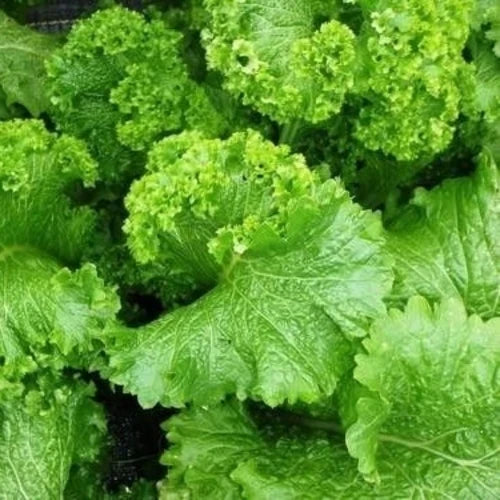 Large leafy growth from Giant Mustard seeds